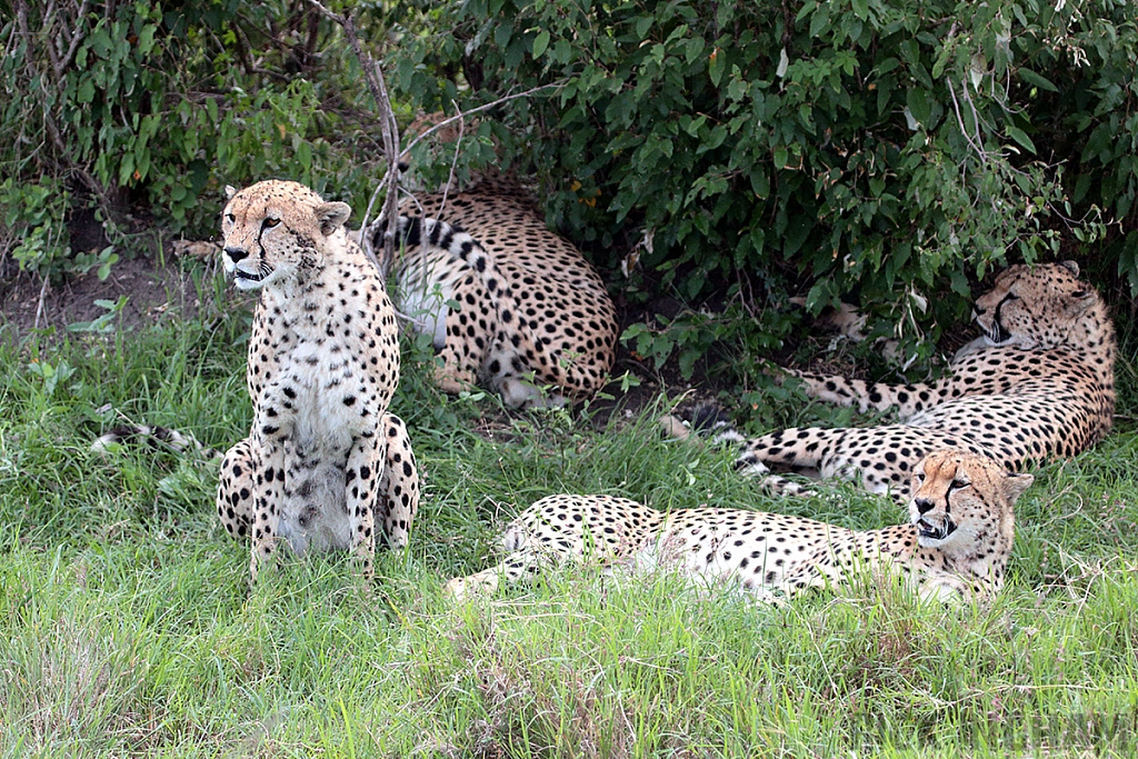 East African Cheetah