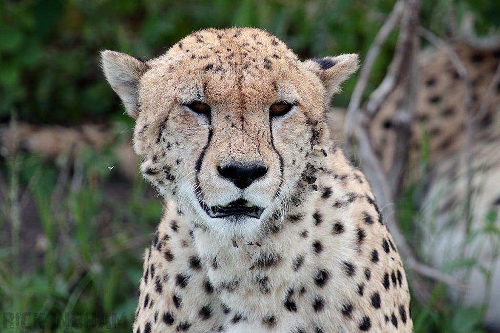 East African Cheetah