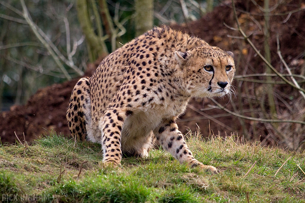 Cheetah