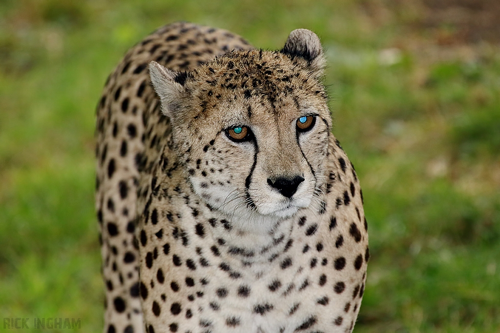 Cheetah