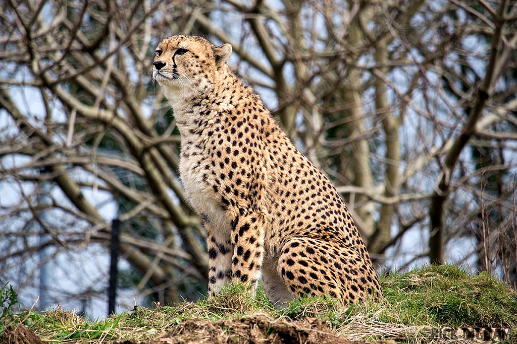 Cheetah