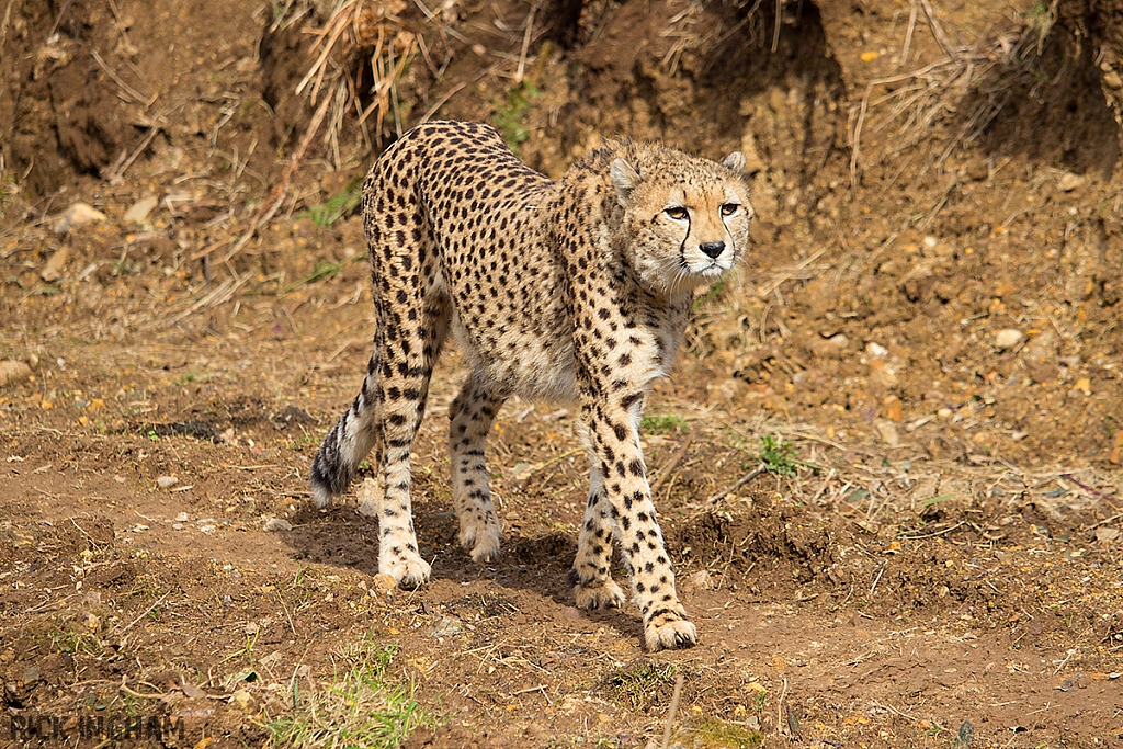 Cheetah