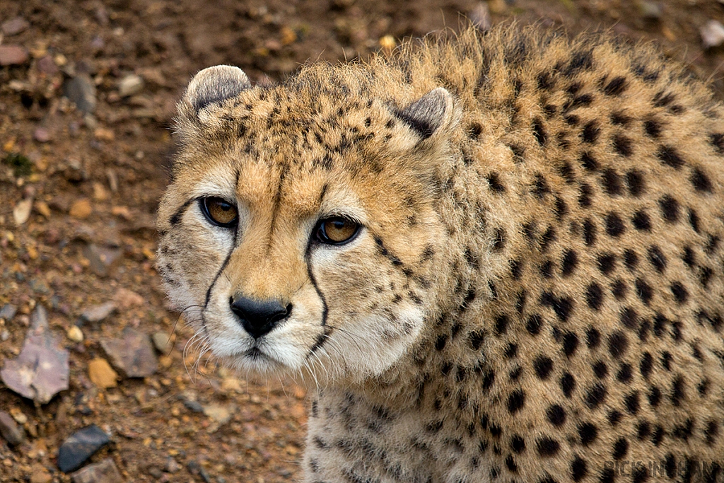 Cheetah