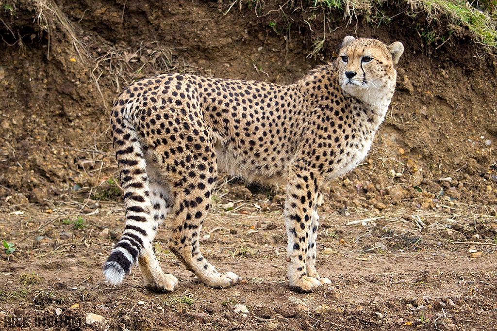 Cheetah