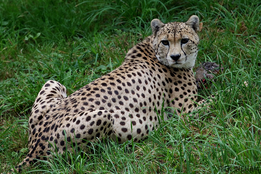 Cheetah