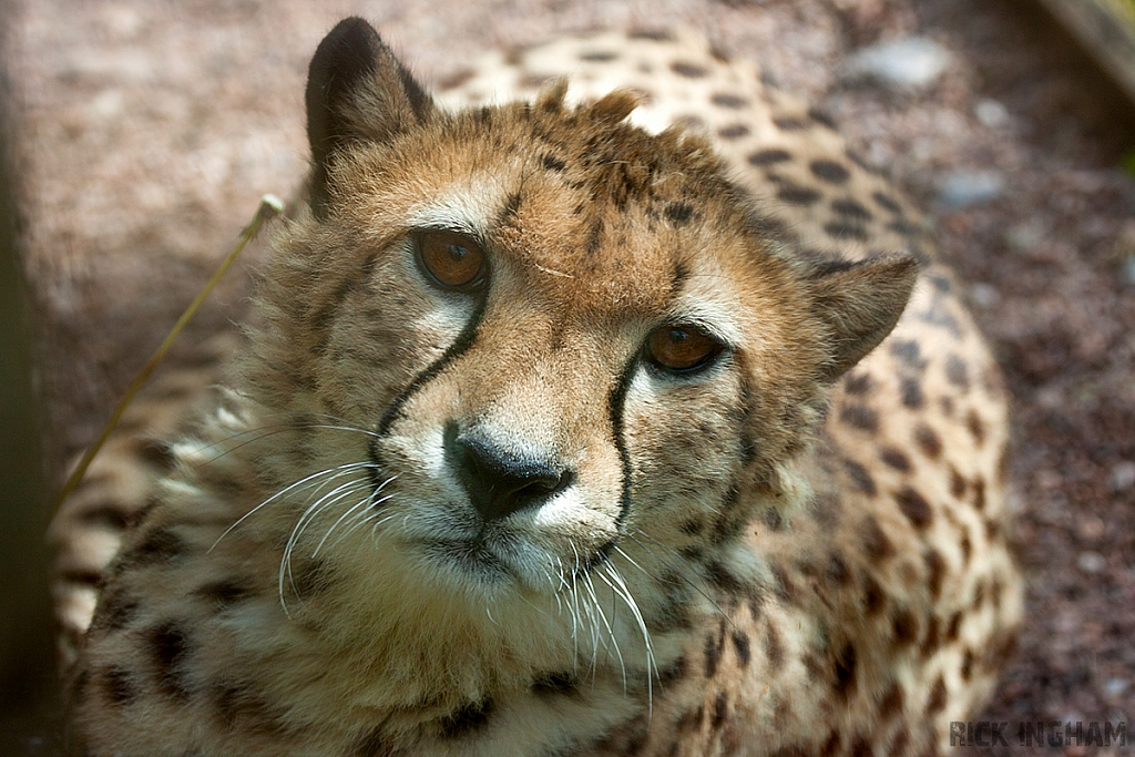 Cheetah