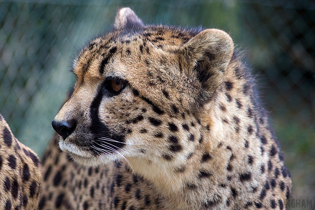 Cheetah