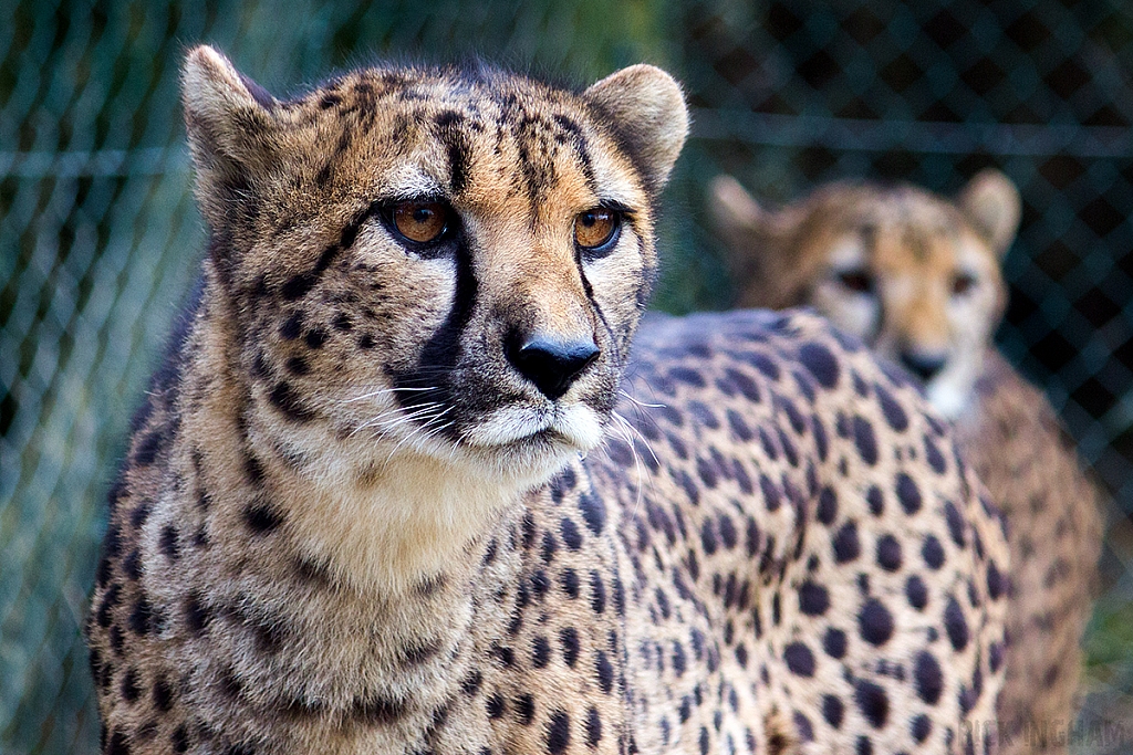 Cheetah