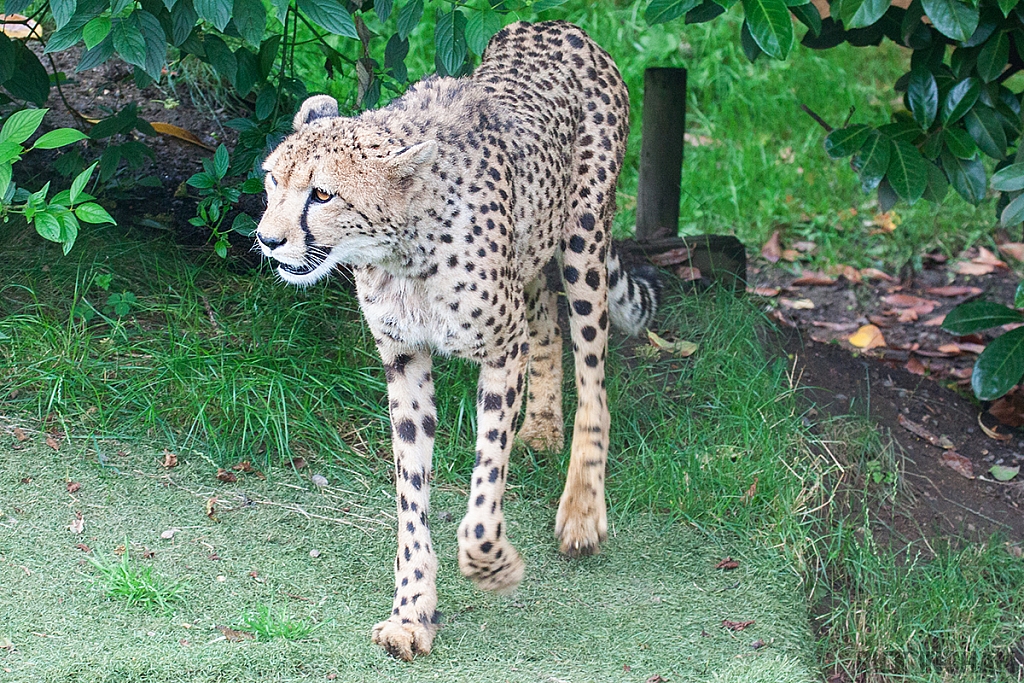 Cheetah