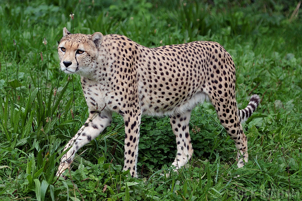 Cheetah