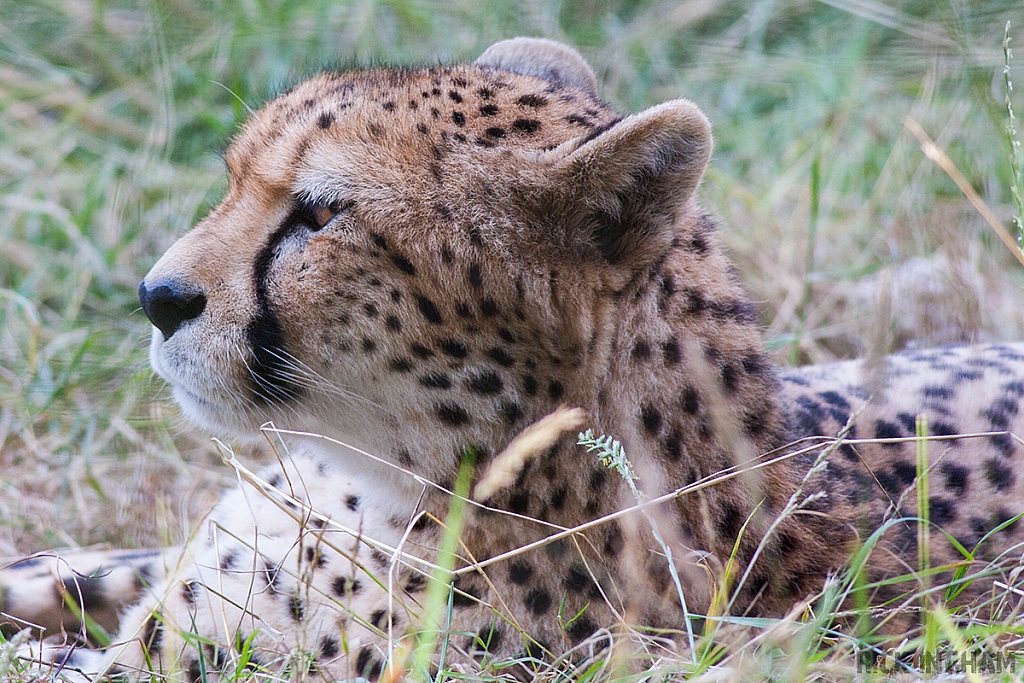 Cheetah