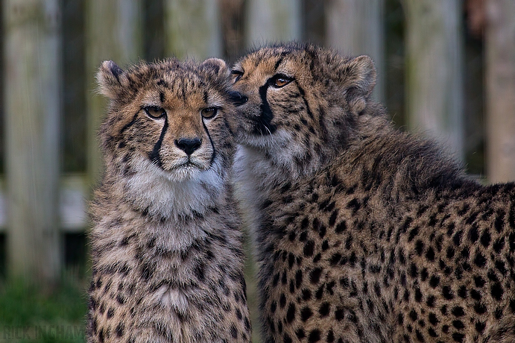 Cheetah