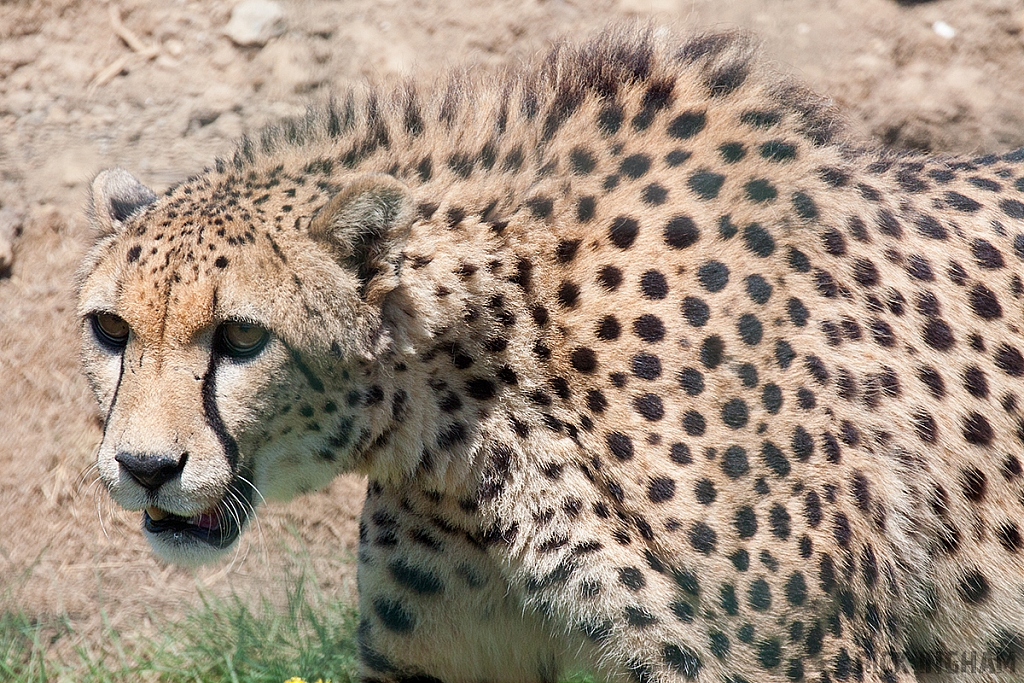 Cheetah