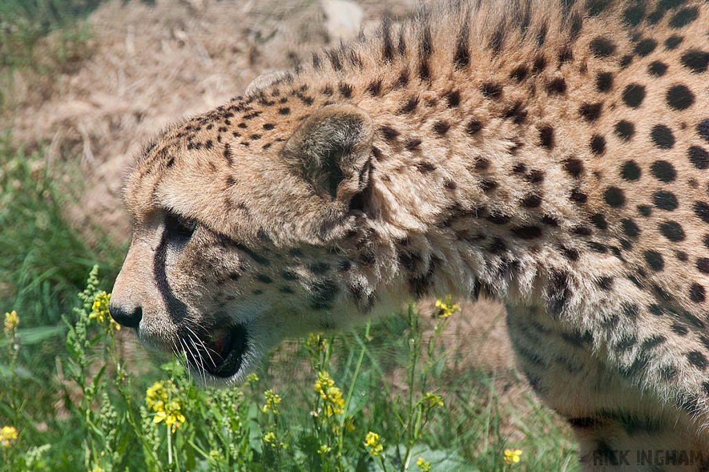 Cheetah