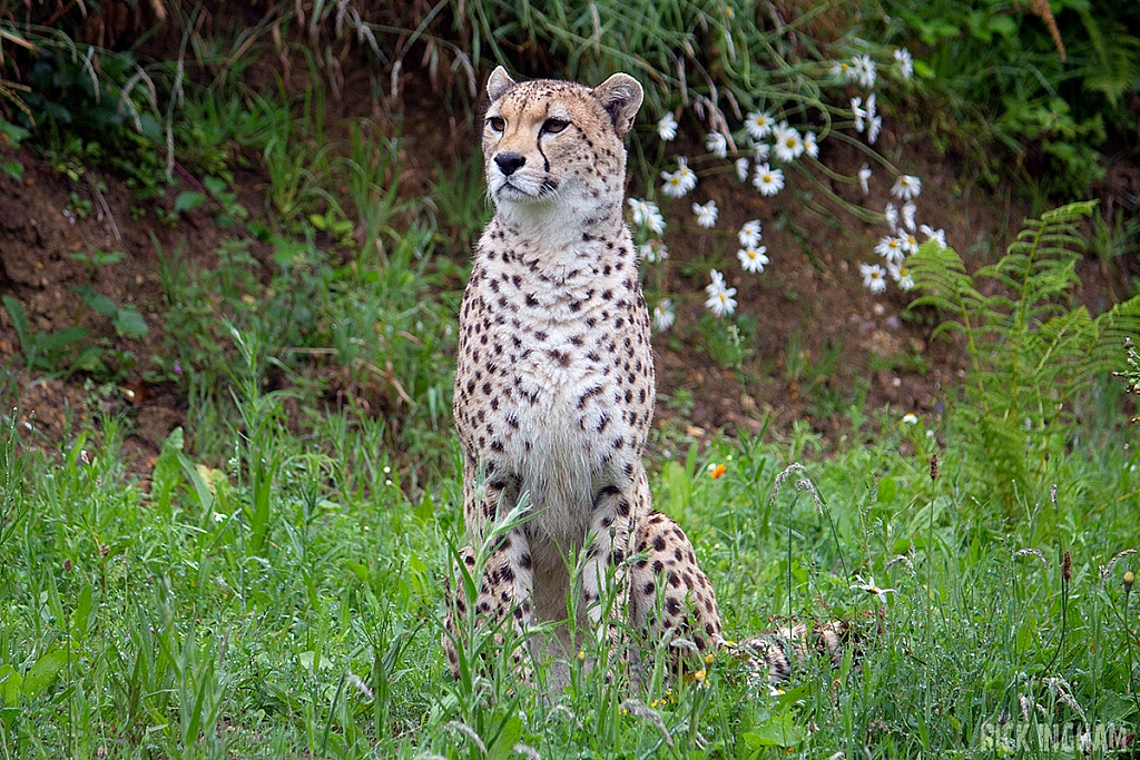 Cheetah