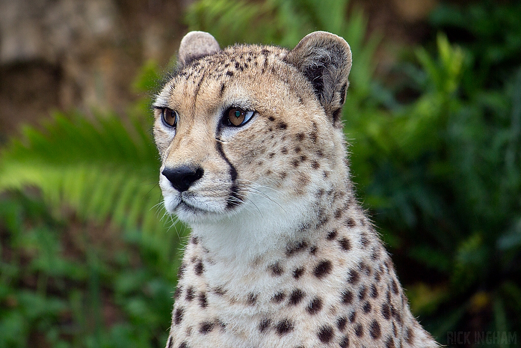 Cheetah