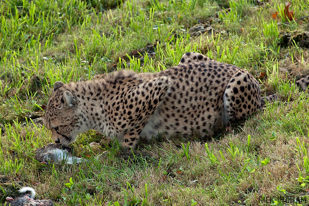 Cheetah