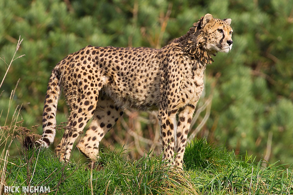 Cheetah