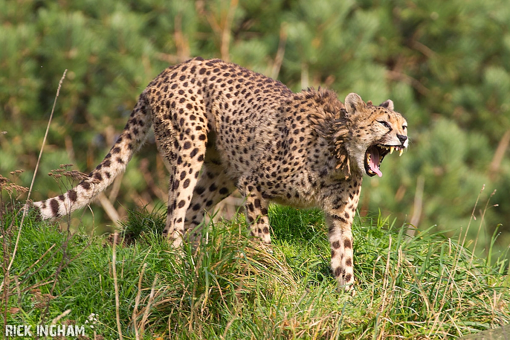 Cheetah