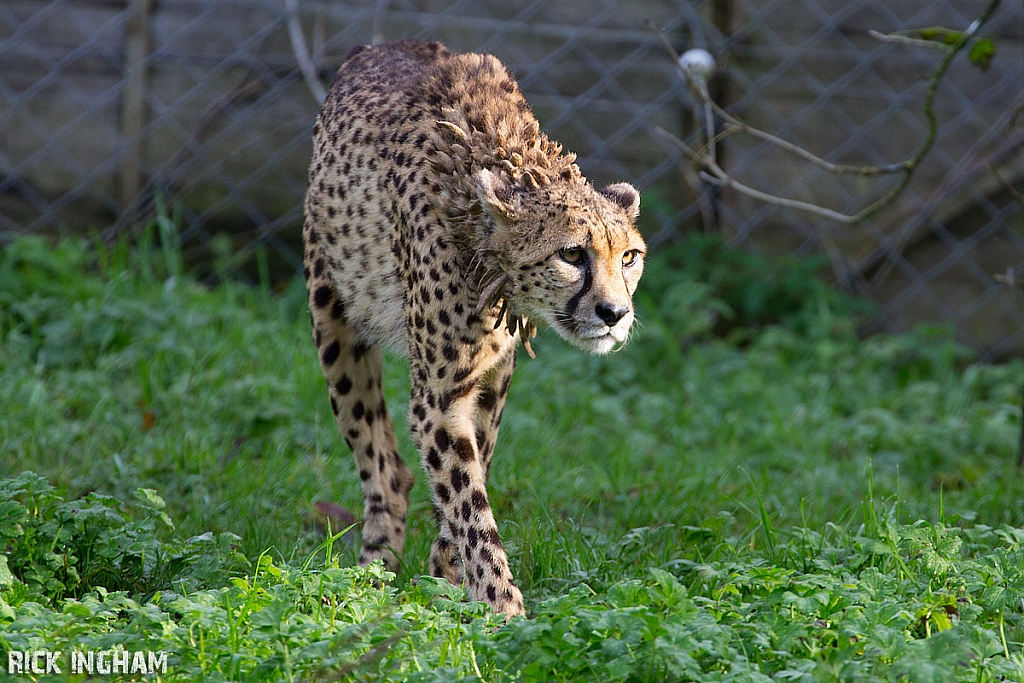 Cheetah