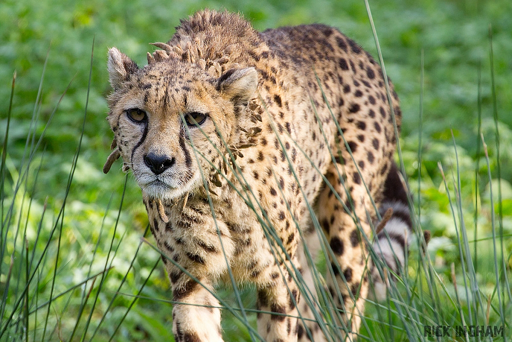 Cheetah