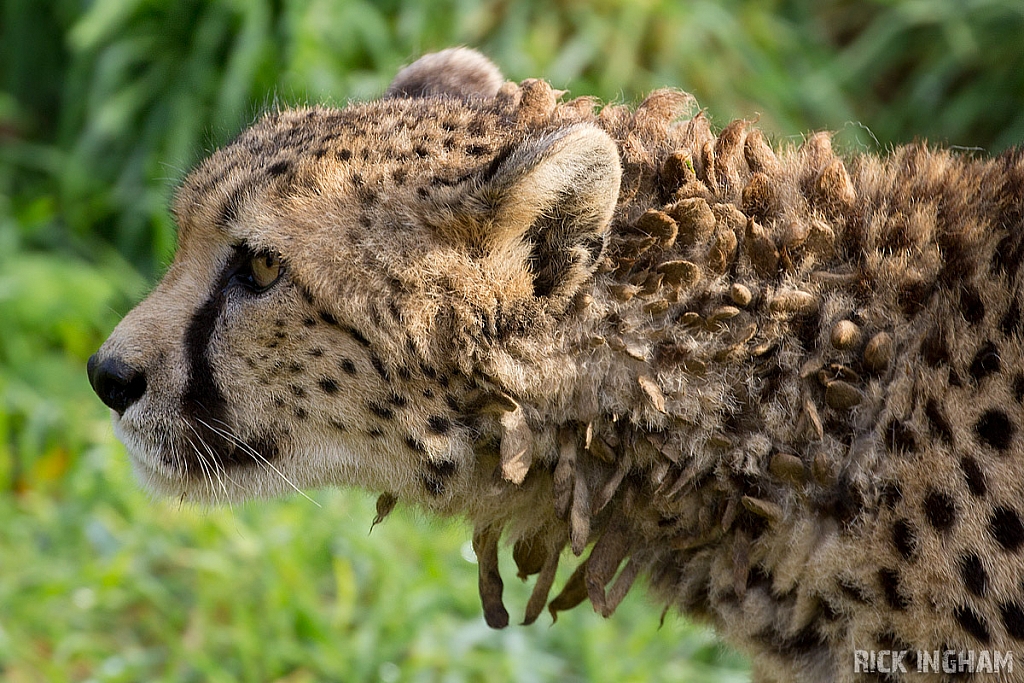 Cheetah