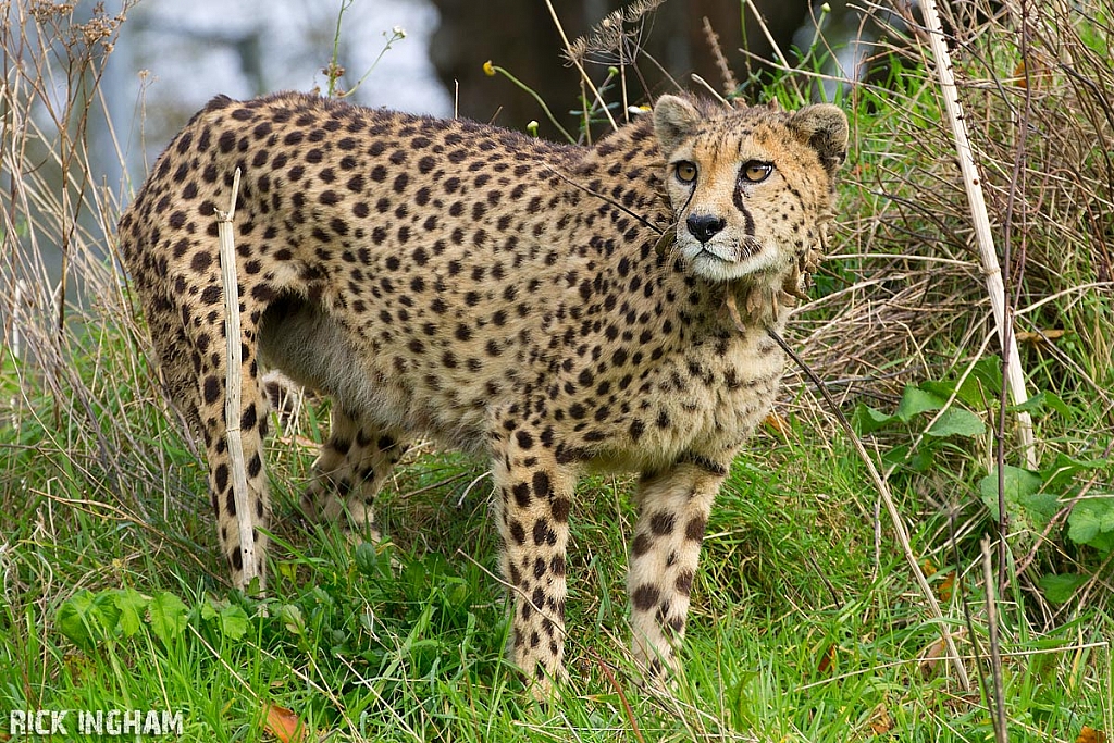 Cheetah