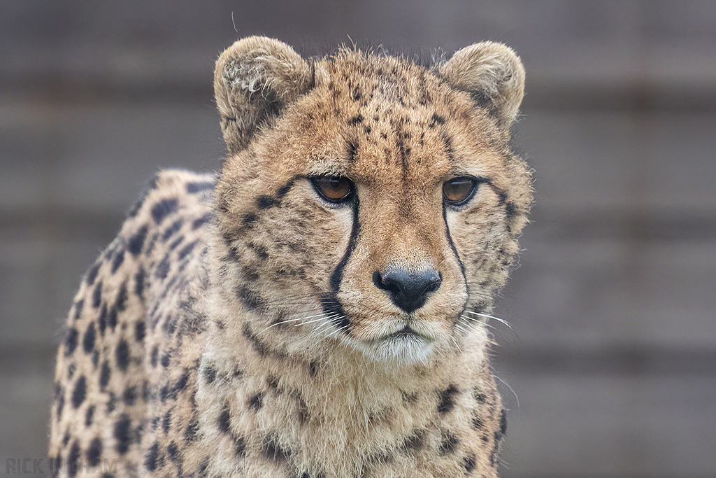 Cheetah