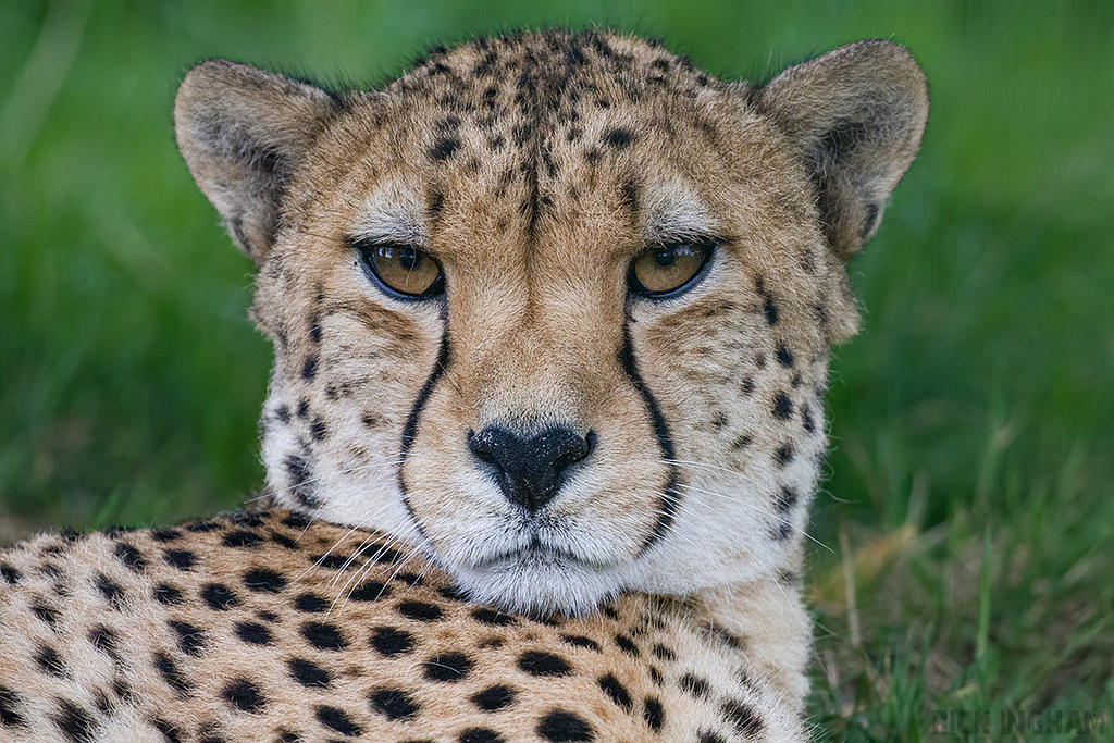 Cheetah