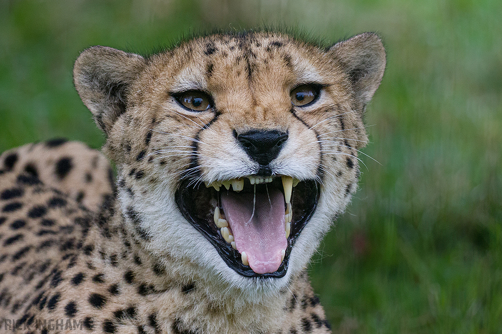 Cheetah