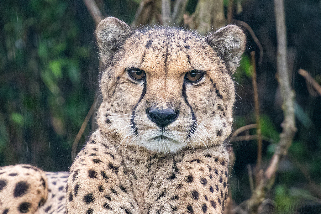 Cheetah