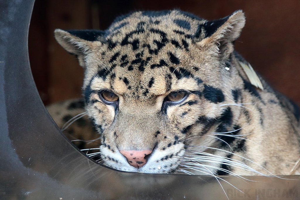 Clouded Leopard