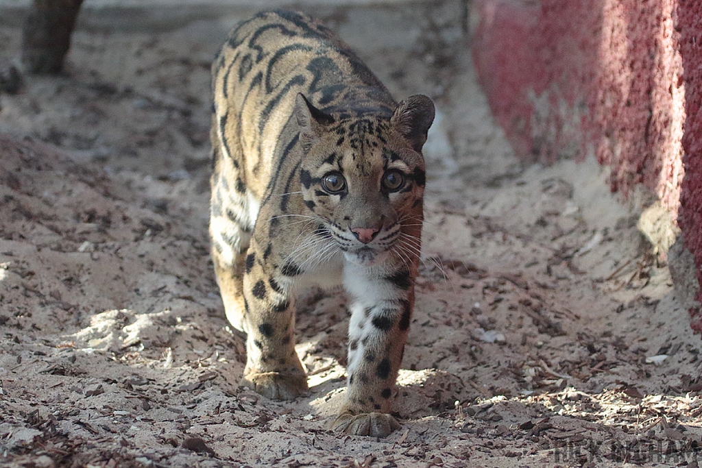 Clouded Leopard