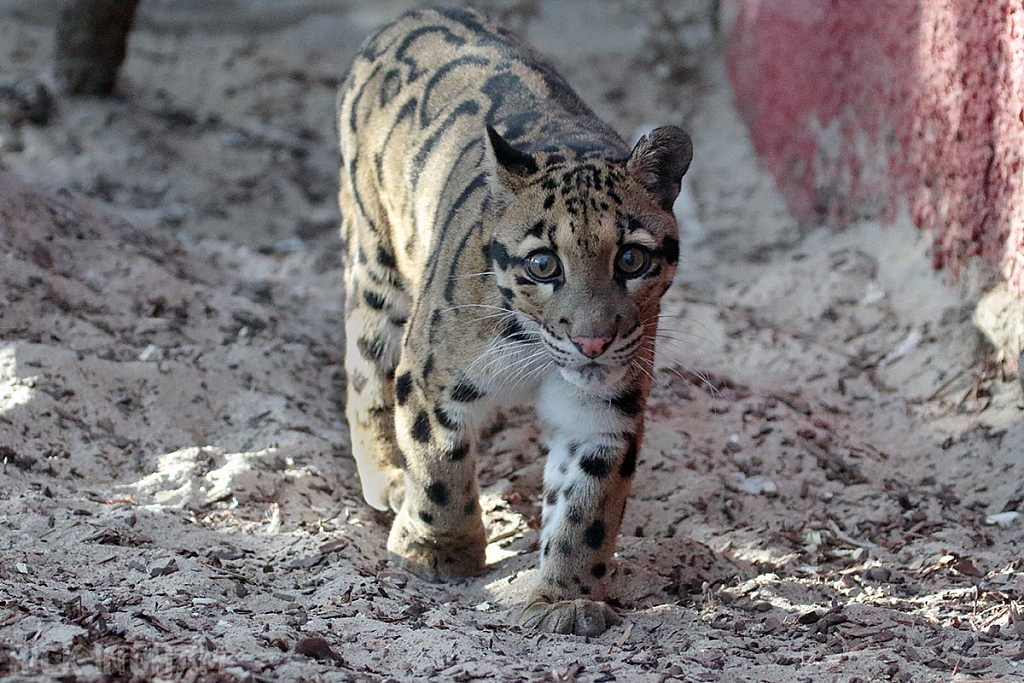 Clouded Leopard