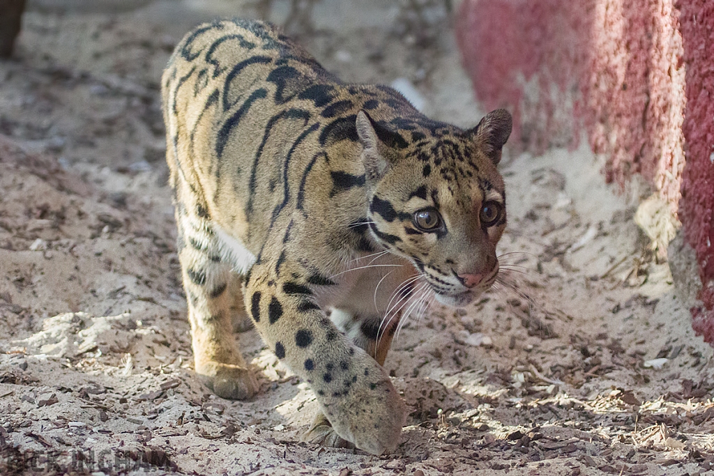 Clouded Leopard