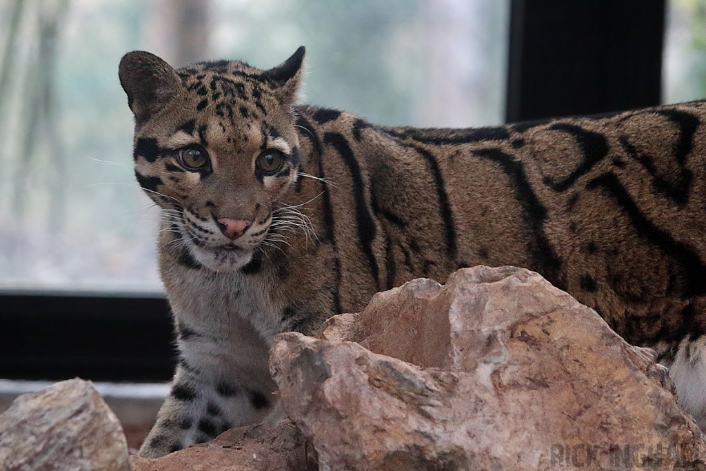 Clouded Leopard