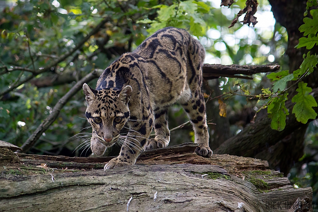 Clouded Leopard