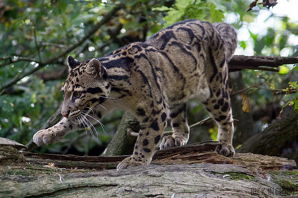 Clouded Leopard