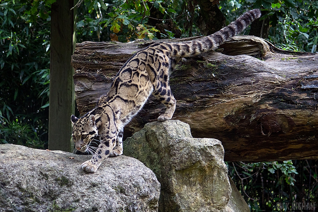 Clouded Leopard