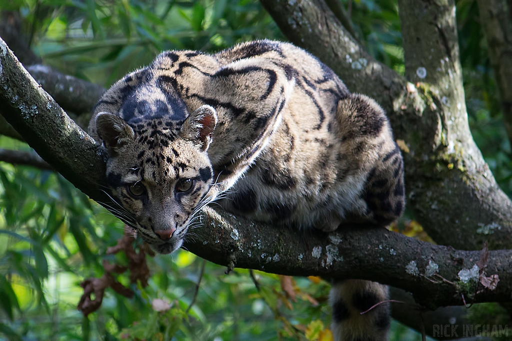 Clouded Leopard