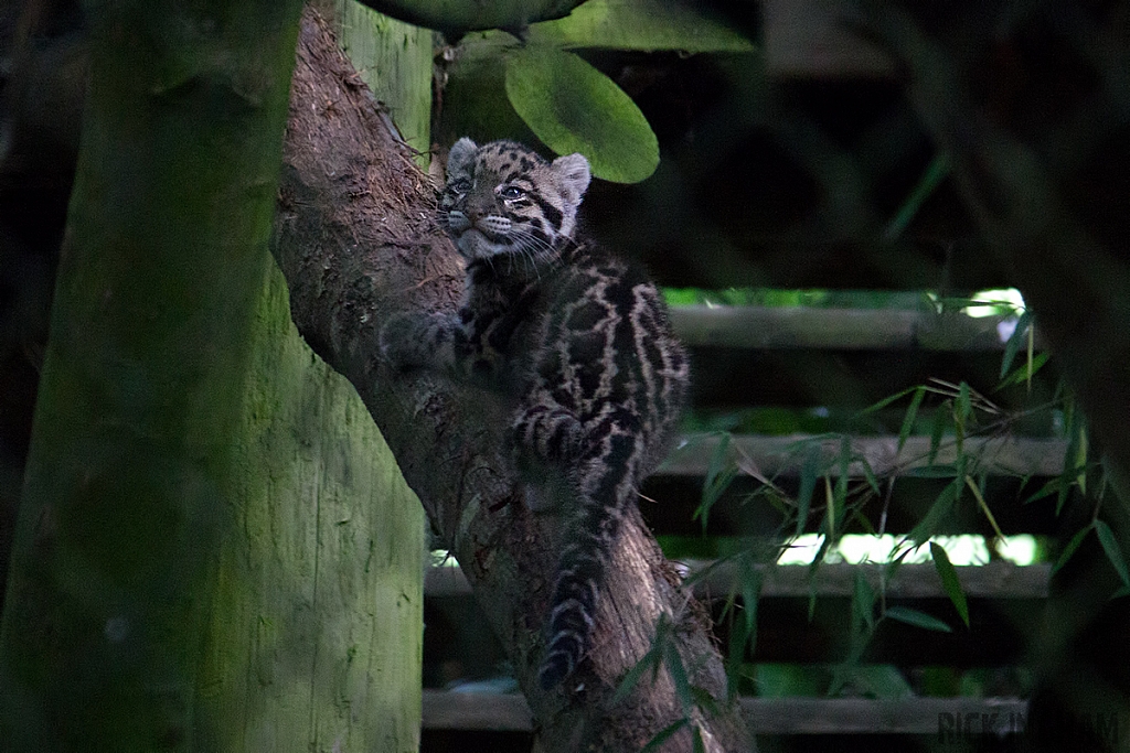 Clouded Leopard