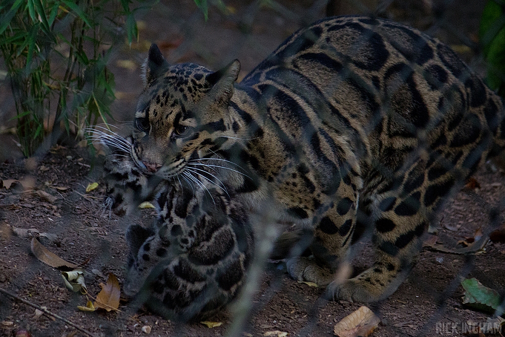 Clouded Leopard