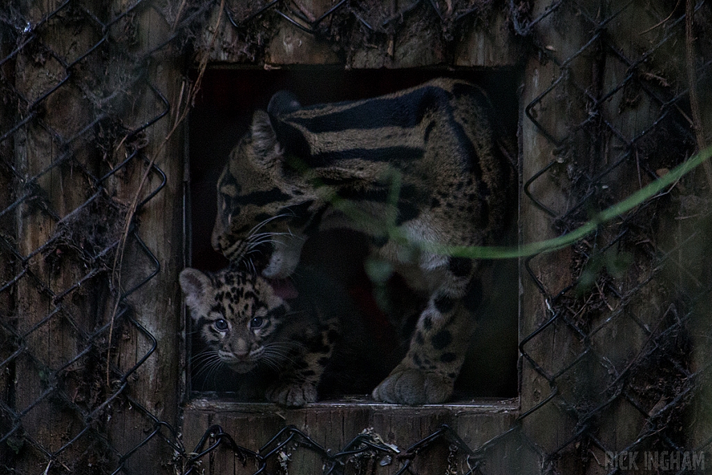 Clouded Leopard