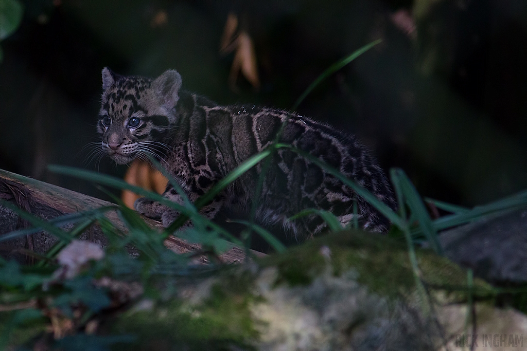 Clouded Leopard