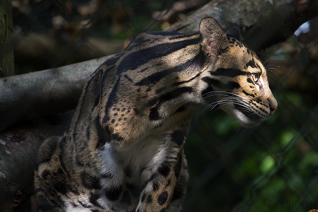 Clouded Leopard