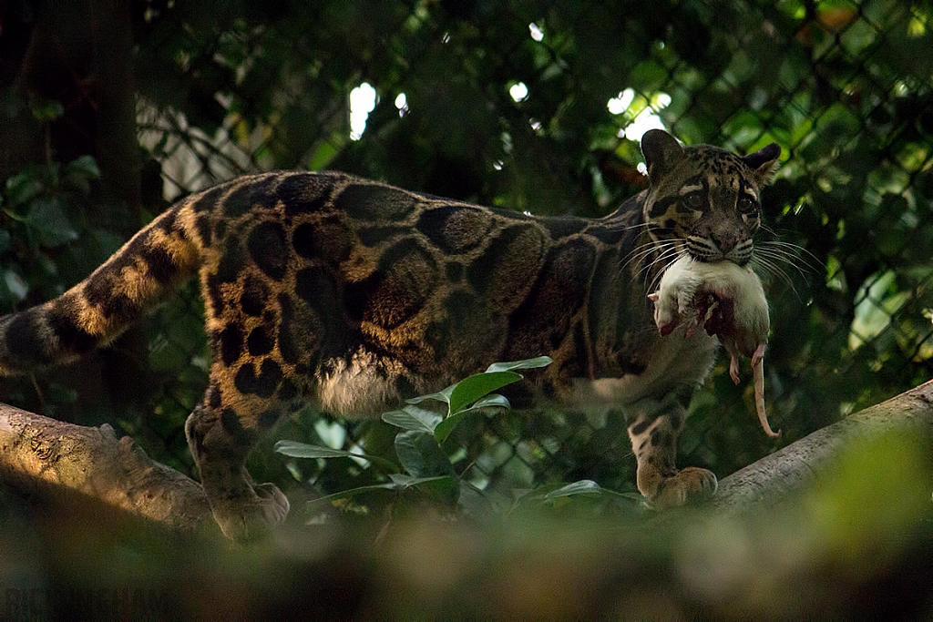 Clouded Leopard