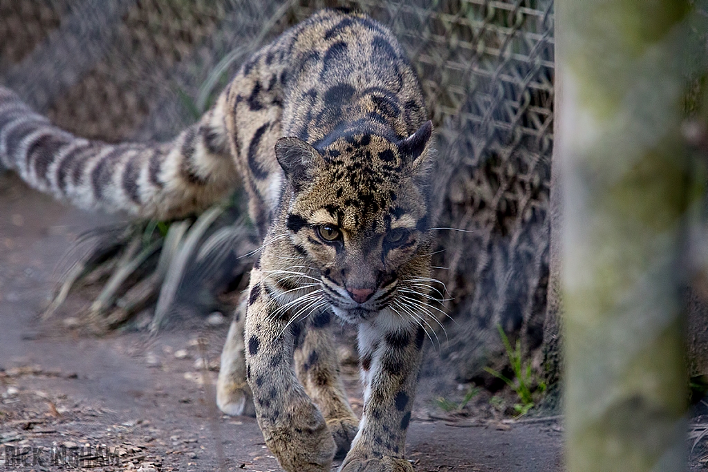 Clouded Leopard