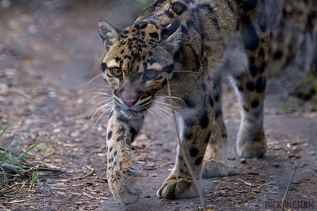 Clouded Leopard