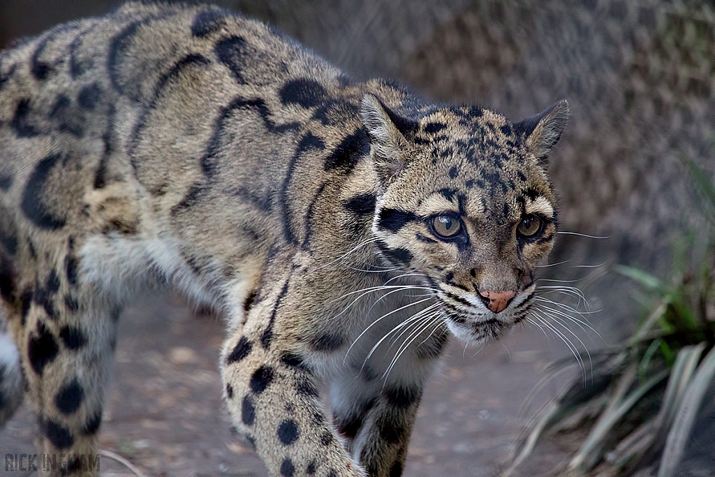 Clouded Leopard