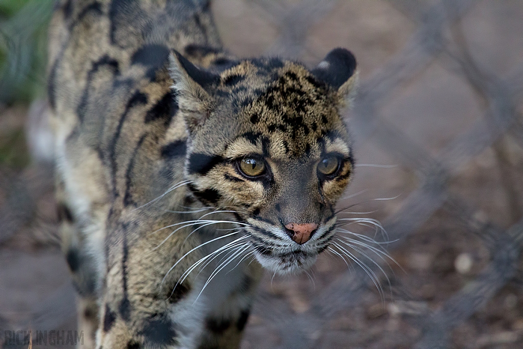 Clouded Leopard